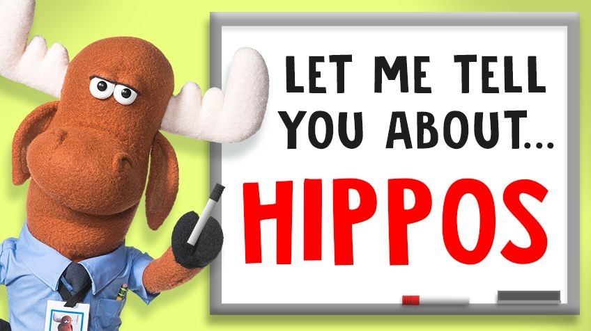Hippo story